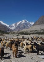 Radka Tkáčiková: Trek okolo Nanga Parbat
